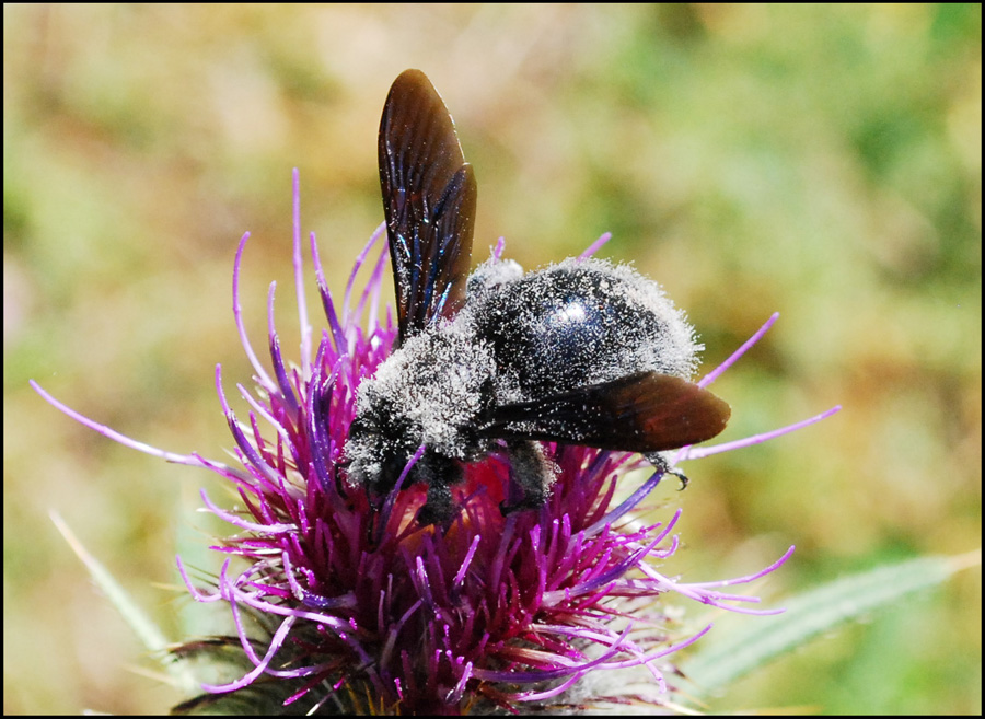 xylocopa?